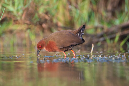 Ruddy-breasted Crake in the water