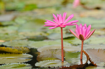Pink Water Lilies and Lily Pads