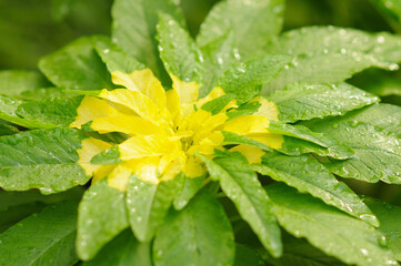 Watered Yellow and Green Leaves	