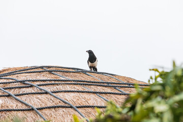 Eurasian magpie on a thatched roof. Common Magpie, Pica pica