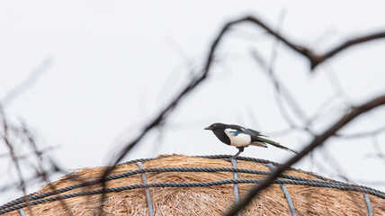 Eurasian magpie on a thatched roof. Common Magpie, Pica pica