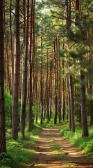 Pine forest panorama in summer. Pathway in the park