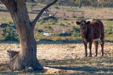Inquisitive Calf Under the Tree