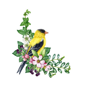 Spring cozy decor with bird and flowers. Vintage style watercolor illustration. Hand drawn goldfinch bird with garden flowers, elderberry, ivy leaves. Springtime decoration element. White background