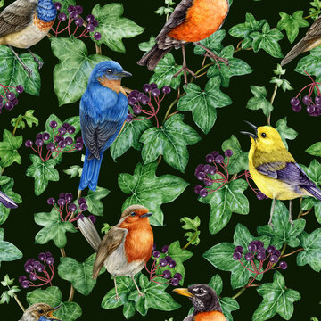 Garden birds on ivy vine seamless pattern. Watercolor illustration. Garden ivy green stem with leaves, buds, berries and birds on it. Natural seamless pattern with robin, bluebird on dark background