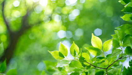 Fototapeta na wymiar Fresh green. Eco image. Forest bathing. A refreshing image of lush green leaves.