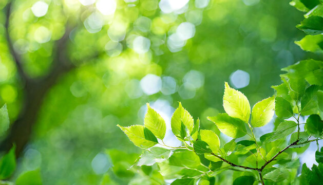 Fresh green. Eco image. Forest bathing. A refreshing image of lush green leaves.