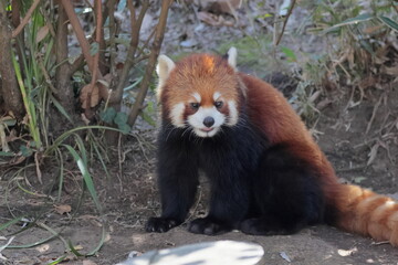 レッサーパンダ