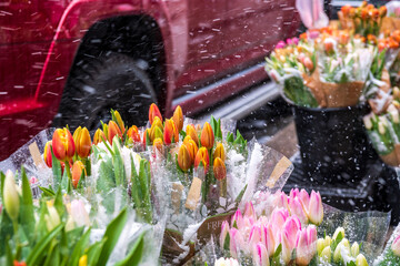 easter flowers in falling snow: tulips fresh cut in bunches for sale on sidewalk in spring shot...