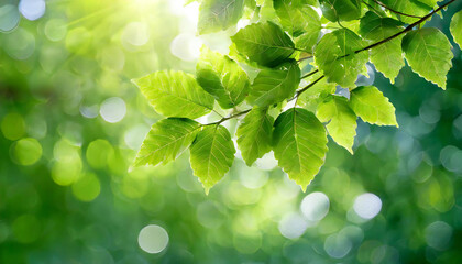 Glittering green leaves. Fresh green. Background material with a blurred feel.