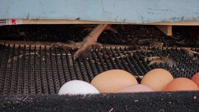 Close up of freshly laid eggs separated from nest where hen preparing to lay another egg. Hens lay eggs and then eggs roll down away from nests toward colleting department.