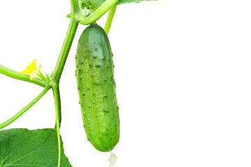 fresh cucumber on plant isolated cut out on transparent background,png format   