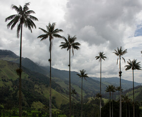 Fototapeta na wymiar Cocora sky palm