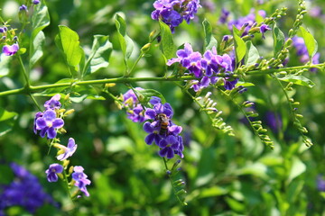 Bee pollinating purple flowers in close-up.