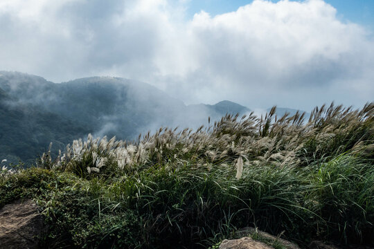 Trekking through Chinese silvergrass in Yangmingshan National Park, Taipei, Taiwan