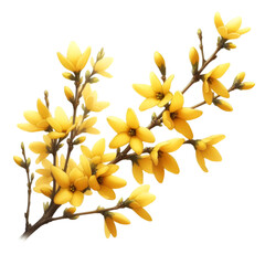 A forsythia flower branch bursts with bright yellow flowers