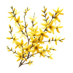 A forsythia flower branch bursts with bright yellow flowers