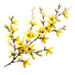 A forsythia flower branch bursts with bright yellow flowers