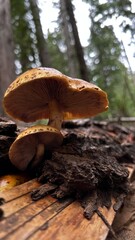 mushroom growing off of log