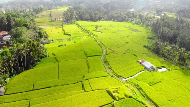 Stunning drone footage captures Bali's verdant rice fields. Experience the beauty of nature from a bird's-eye view. Perfect for travel, nature, and agriculture projects.
