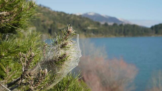 Conifer tree tips covered in spider web mountain lake background aoos lake Greece slow motion