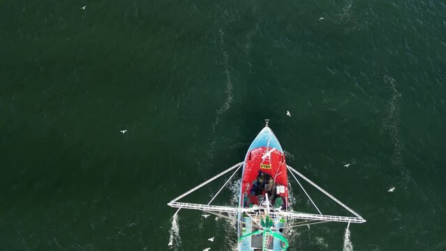 A flock of seabirds following and feeding on discarded marine life from a fishing trawler. Unique drone view