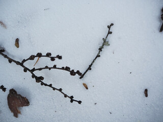 冷たい雪に埋もれた小枝