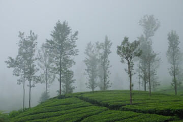 Misty tea plantation