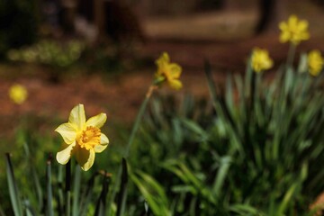 Vibrant Yellow Daffodils and Lush Green Foliage in Spring Garden with Blurred Background