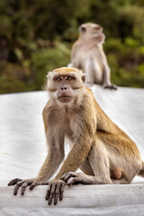 Macaque monkeys at the Batu Caves, Kuala Lumpur, Malaysia, Southeast Asia
