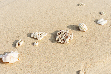 Seashells and coral on Beach Sand at sunlight, outdoor nature photo  from variety of white shells and coral pieces scattered on light beige sandy sea shore, minimal monochrome environment flatly