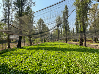 Lettuce field at working farm in the floating gardens of Xochimilco .