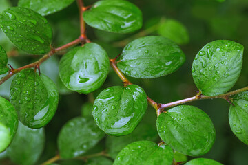 Dewy Green Leaves on Twig, Branch bearing fresh yellow green leaves with water droplets, Close up...