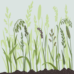field grass, vector drawing wild cereal plants at green background, floral composition, hand drawn botanical illustration