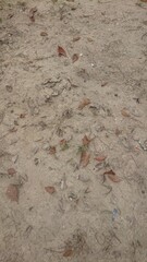 Dry soil and dry leaves