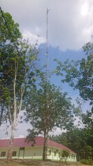 Trees and clear blue sky