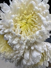 Fototapeta na wymiar white chrysanthemum flower