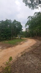 Dirt road, trees and blue sky