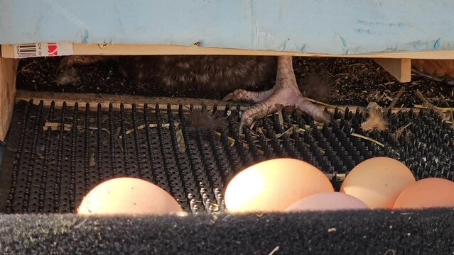 Close up of chicken coop while hen lay egg that gets stuck instead of rolling down into egg separator or holder.