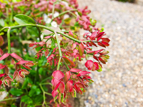 Little Bird Flower or Candelilla, in Indonesia it is most popularly known as Bunga Burung.
