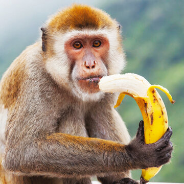 바나나 먹는 원숭이