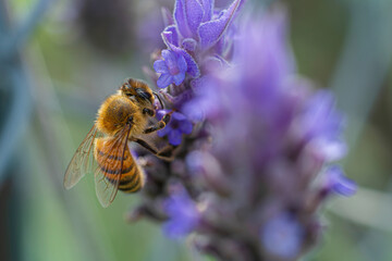 Happy bee