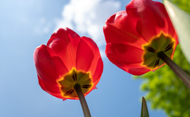 Red tulips against a blue sky with clouds - 763700607