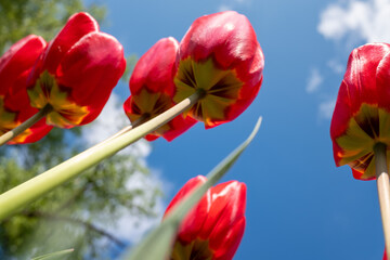 Red tulips against a blue sky with clouds - 763700615