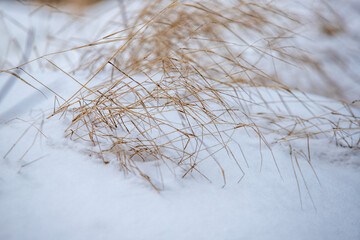 Dry bushes of grass are visible in the winter snow.