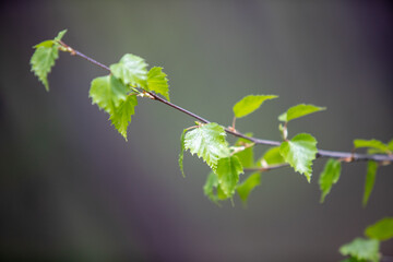 green tree leaves close-up on blurred bokeh background