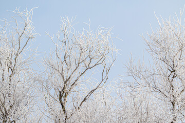 Fototapeta na wymiar Tree branches covered with white frost against a blue sky.