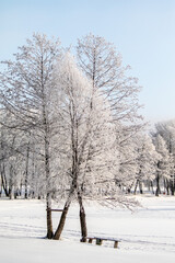 Snow-covered trees, winter landscape. Trees Natural background.