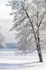 Fototapeta na wymiar Snow-covered trees, winter landscape. Trees Natural background.