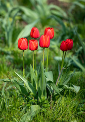Flowers tulips in green grass, spring nature.